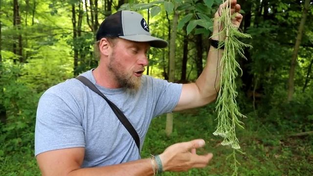 Backwoods Mosquito Repellent and Wound Care: Medicinal Plant Yarrow смотреть онлайн