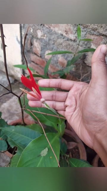 🌻🌼🌸🌺🥀🌹🌷💐☺️🥰 Canna Flowering in full blooming 🌻🌼🌸🌺🥀🌹💐🌷☺️🥰 смотреть онлайн