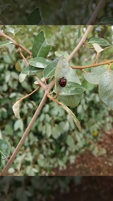 ナミテントウムシ。ladybird#shorts смотреть онлайн