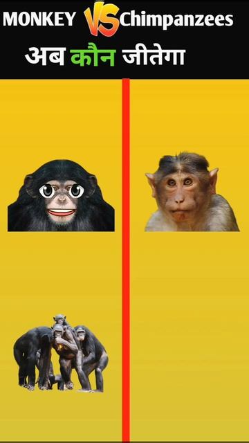 Monkey vs chimpanzees comparison #shorts #shortvideo смотреть онлайн