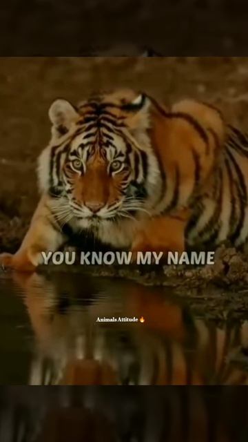 Tiger 🐯 attitude status || whatsapp attitude status #attitude #attitudestatus смотреть онлайн