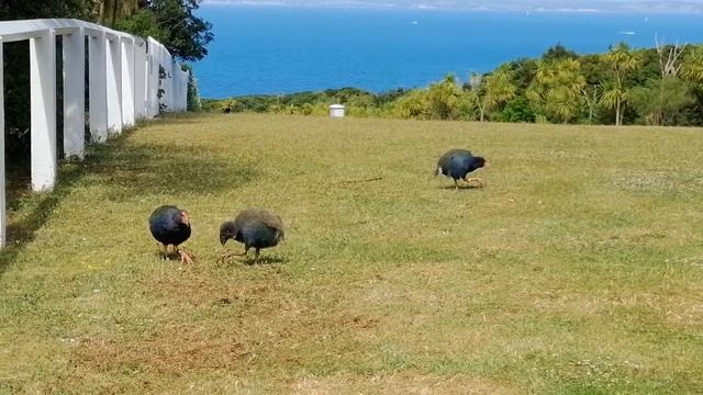 Takahe on the run смотреть онлайн