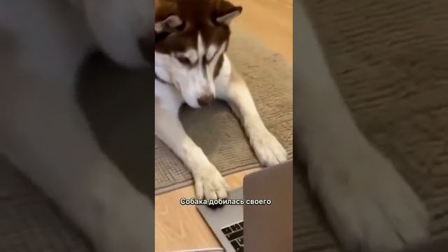 Интернет затягивает даже собак 😂 The Internet Is Addicting Even Dogs 😂