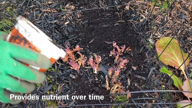 "Bleeding Hearts" Dicentra - Fertilize & Spring Preparation - March 13 смотреть онлайн