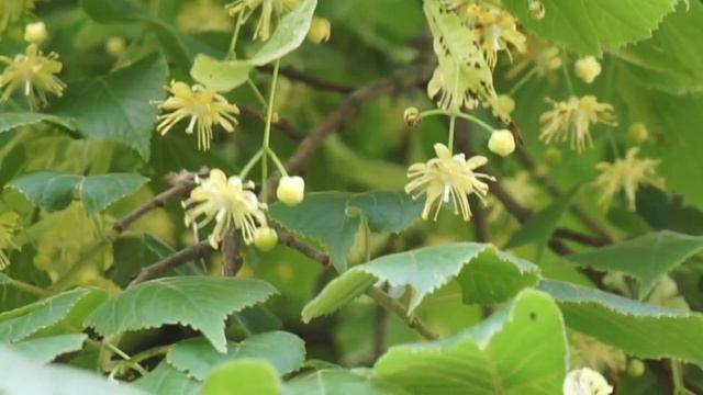 Lipa Drobnolistna - Tilia Cordata