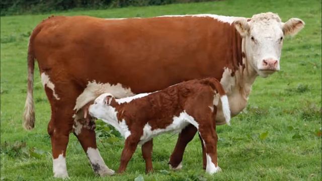 55 breeds of cows - Rassen von Kühen - Races de vaches - Razas de vacas смотреть онлайн