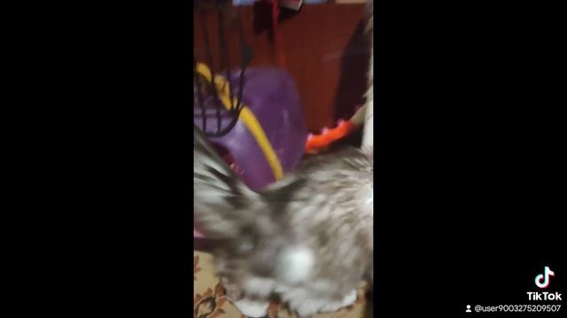 Наверное, в следующей жизни, когда я стану кошкой... смотреть онлайн