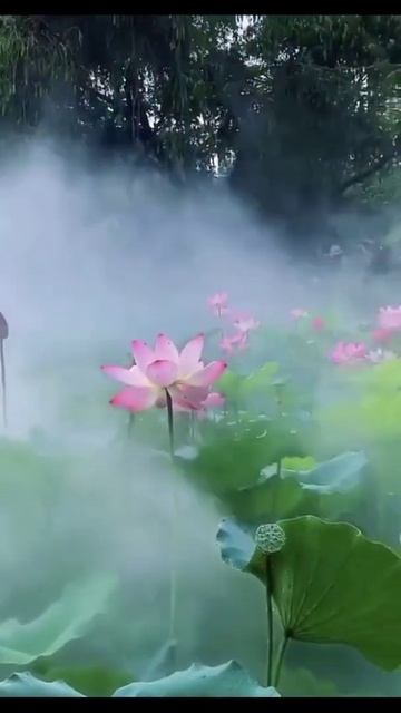 Lotus 🌷awesome V🌺videography😍