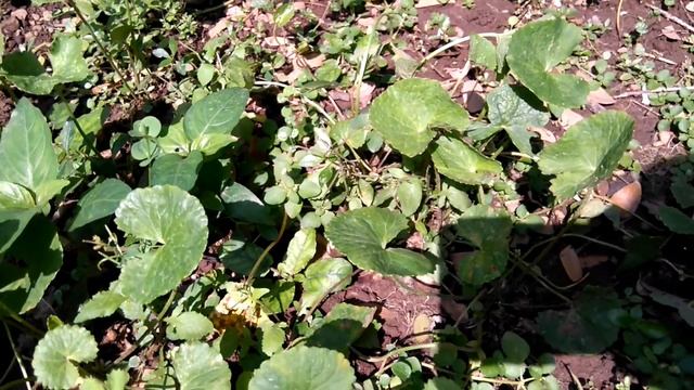 Centella Plant ,  Asiatic Pennywort  (Centella Asiatica) | Herb Plant |Exotic Plant