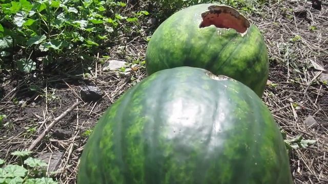 Как вредят вороны на арбузах. смотреть онлайн