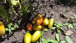 Томат Супербанан