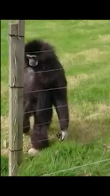 gibbons walking and standing awkwardly смотреть онлайн