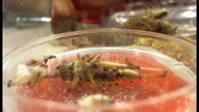 Temnothorax cf. nylanderi смотреть онлайн