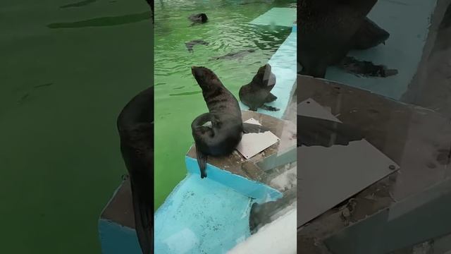 Морские котики в Ижевске смотреть онлайн