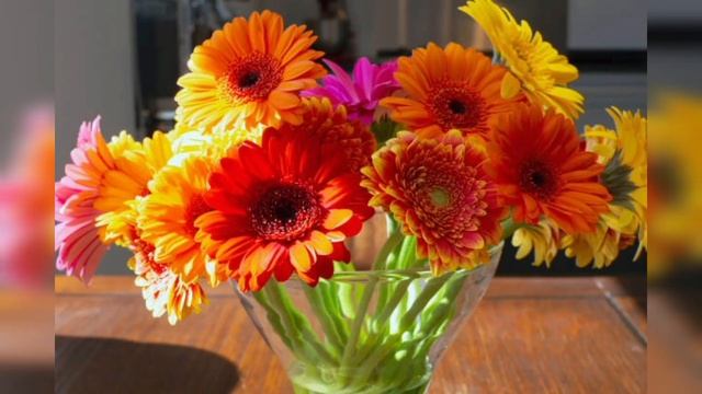 5 Air Purifying Plants смотреть онлайн