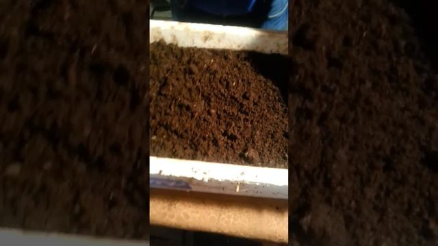 Разведение червей Неделя 3