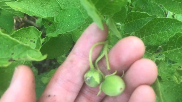 When Are New Potatoes Ready to Harvest? смотреть онлайн