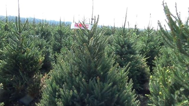 11309 Ель Стриженая в горшке 1.40 – 1.60 м смотреть онлайн