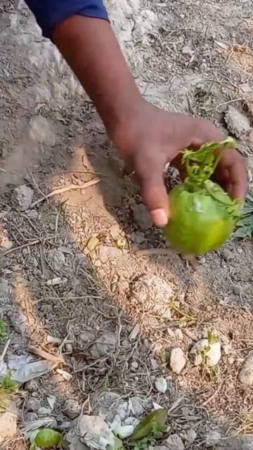 DIY new technique Guava and Papaya the craziest grafting technique two in one#shorts смотреть онлайн