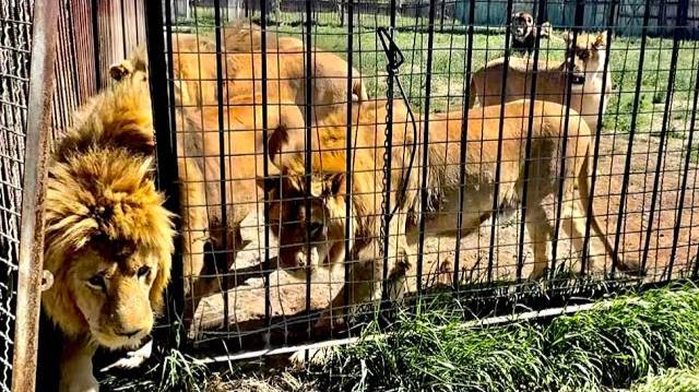 Олег Зубков ВЫПУСКАЕТ ЛЬВОВ, а их еще надо уговорить пойти погулять на травку! смотреть онлайн