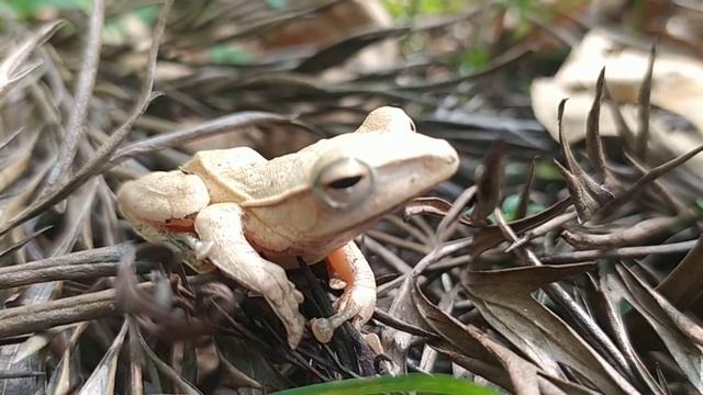 ಸಾಮಾನ್ಯ ಮರಗಪ್ಪೆ ! Indian tree frog, Polypedates maculatus! смотреть онлайн