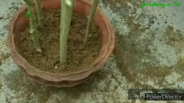 गुड़हल कटिंग 101% कामयाब With Root Update. Gudhal Ki Cutting Kaise Lgaye / Hibiscus From Cuttings смотреть онлайн