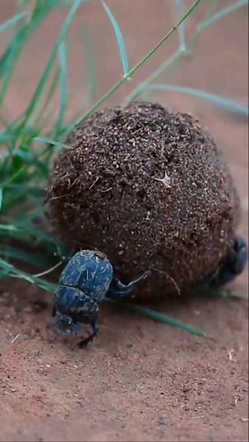 Tiny hero: Dung beetle rolls massive dung ball with ease #africa #wildlife #safari смотреть онлайн