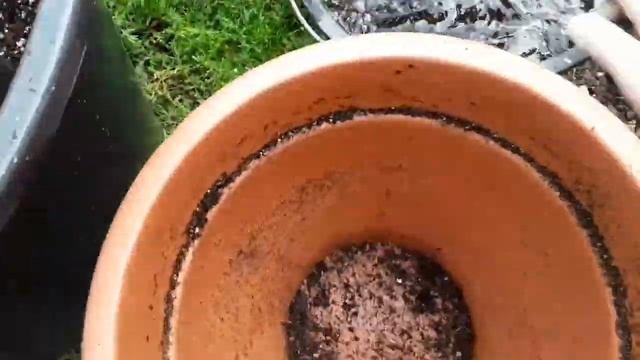 Mango Keitt, non-existent root ball смотреть онлайн