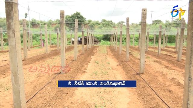 వేసవి బీర సాగుకు అనువైన రకాలు, సాగులో మెళకువలు | Tips for Summer Ridge gourd cultivation | ETV смотреть онлайн