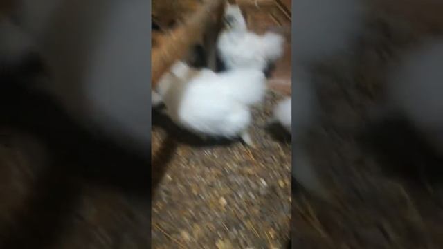 китайские шелковые куры 🥰