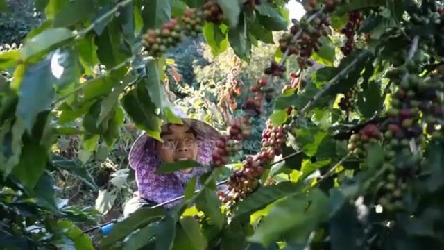 Giá cà phê, giá hồ tiêu hôm nay ngày 29/5/2024: Giá cà phê trong nước tiếp tục tăng. смотреть онлайн