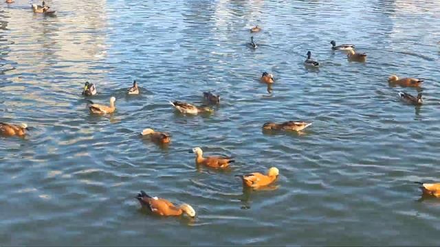 УТИНЫЙ БАЗАР