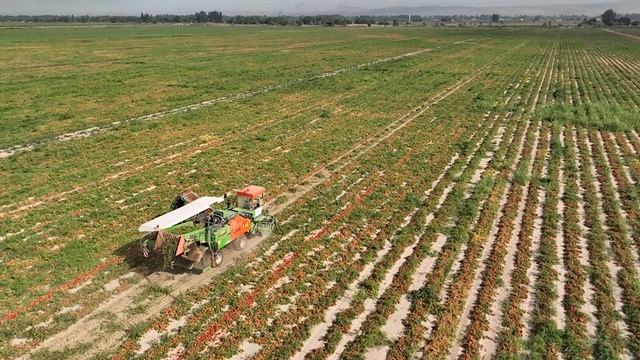 Поле томату БЧК-3 Квік Фаєр, Хорта, Руфус, Хайнс 20230818092553 0001 D