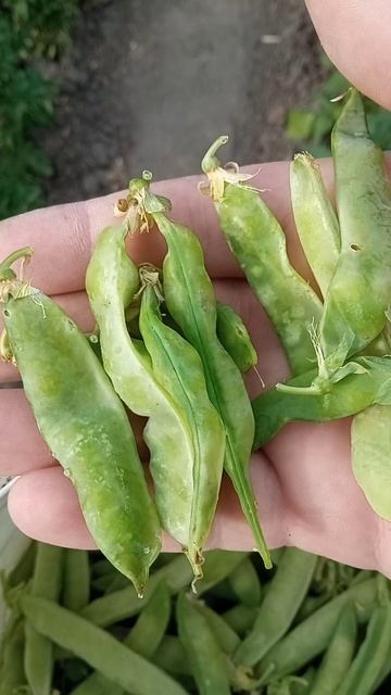 Болезнь гороха личинки в стрючках, как определить смотреть онлайн