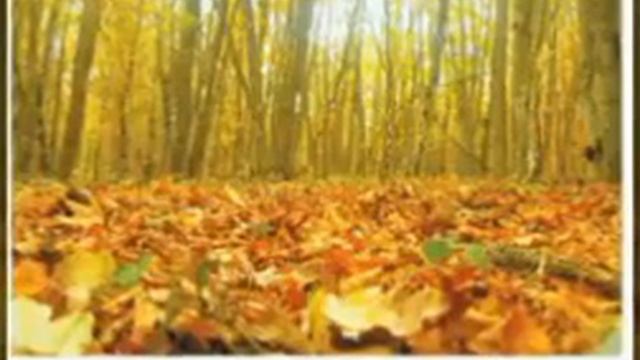 Опале листя: користь чи шкода? смотреть онлайн