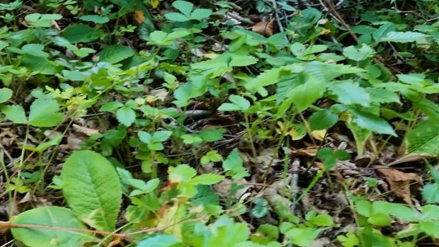 Czarnogóra - Durmitor | Jezioro Crno | Kanion Tary i nasz najlepszy kemping смотреть онлайн