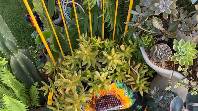 Doing maintenance in my succulent garden. смотреть онлайн