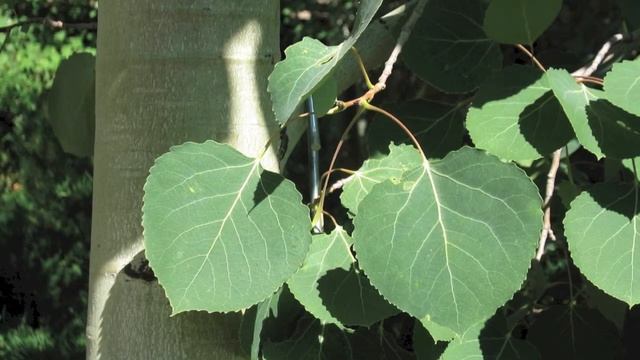 Quaking Aspen For Sale Online $1.80 смотреть онлайн