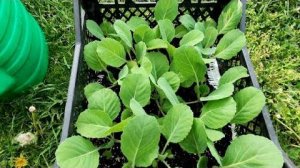 КАК ВЫРАСТИТЬ РАССАДУ ЛЮБОЙ КАПУСТЫ В ЯЩИКЕ. Пошаговое видео