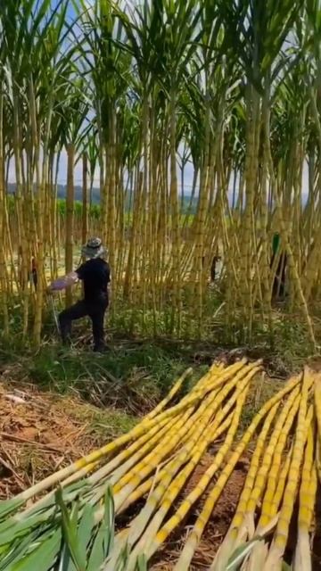 Sugar cane farming and harvesting. #farming #sugarcane #agricultural #harvesting #shorts смотреть онлайн