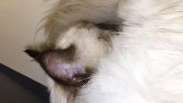 The Birman from SÁBACAT suffering Pemphigus Foliaceus, cattery in Hungary смотреть онлайн