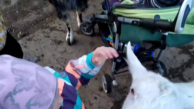 Как Андрей кормил гусей :) смотреть онлайн