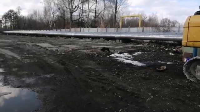 Приручаю бездомных собак. день 3.