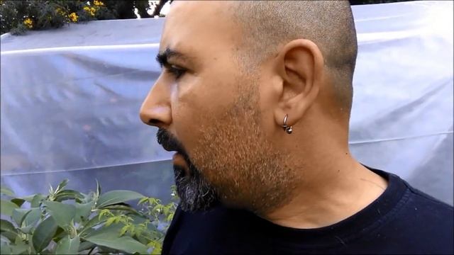 L'albero delle melanzane:Tutto quello che non vi hanno detto su questa pianta. (2° parte). смотреть онлайн