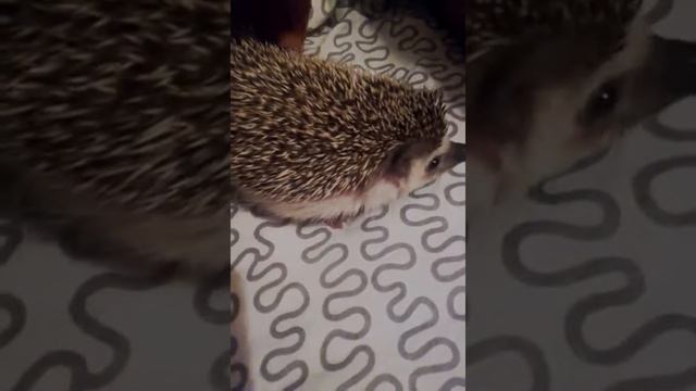 Ёжик смотреть онлайн