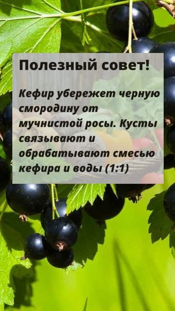 Облейте Этим Смородину Весной, Чтобы Спасти от Мучнистой Росы! #shorts смотреть онлайн