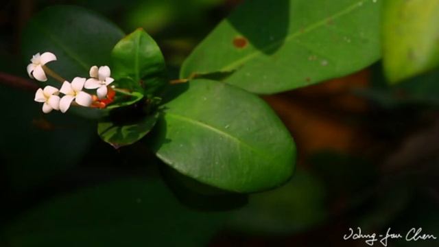 10 Native Plants Species of the Philippines 🇵🇭 || Native Plant Series 🍀 смотреть онлайн