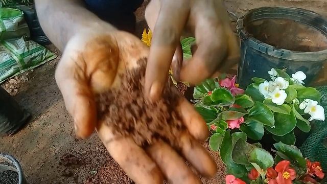 Secret Soil Mixture Of Winter Flowering Plant | फूलो वाले पौधों कि मिट्टी ऐसी होनी चाहिए 🙏👍 смотреть онлайн