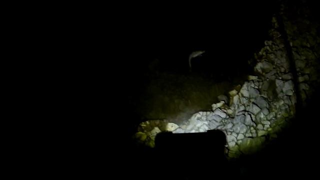 WA Fish Quest EP 36: Burbot смотреть онлайн