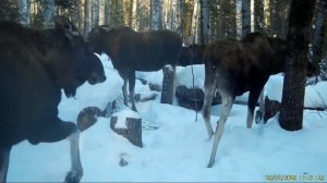 Завершение охот сезона. ЛОСИ на солонце. Скромная добыча.